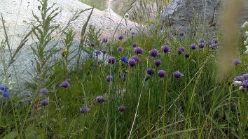 Alium