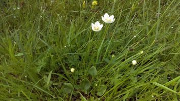 White flower