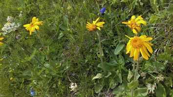 Arnica Montana