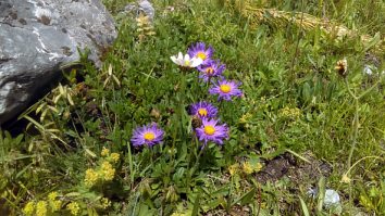 Aster Alpinus