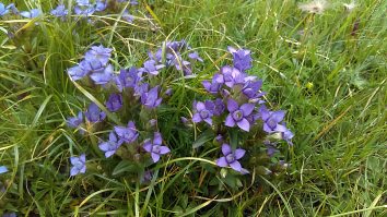 Gentiana Cruciata