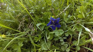 Gentiana Acaulis
