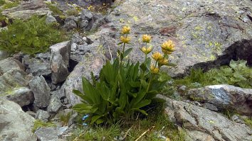 Gentiana Punctata