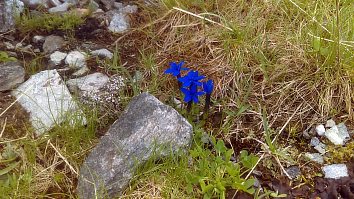Gentiana Verna