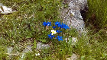 Gentiana Verna