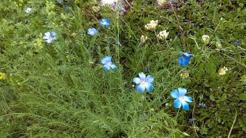 Linum