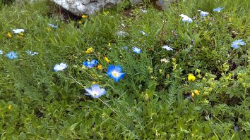 Linum