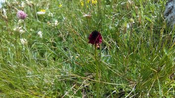 Nigritella