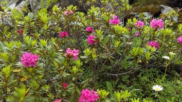 Rhododendron