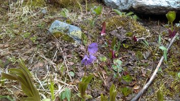 Soldanella