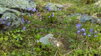 Soldanella
