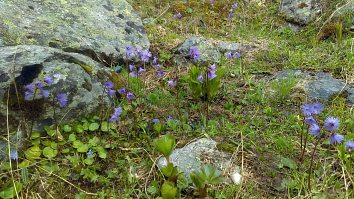 Soldanella