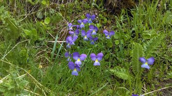 Viola